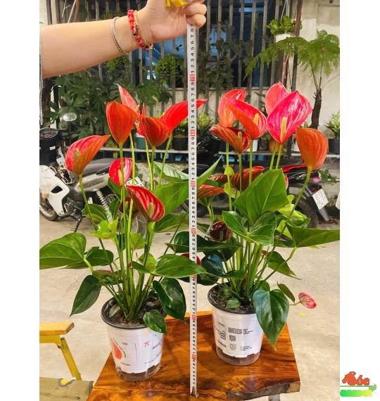 CÂY HOA HỒNG MÔN THIÊN NGA TINH TẾ - THANH LỊCH 