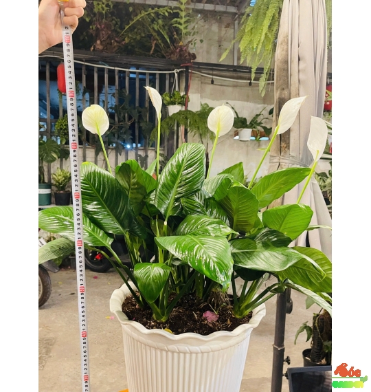 LAN Ý SADEC LÀM QUÀ TẶNG SANG TRỌNG - HIỆN ĐẠI 