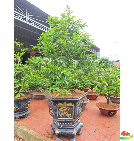 Mai Tết Đẹp Giá Sỉ Tại Vườn Dĩ An- Mai Giảo Thủ Đức Cây Cao 1,8m