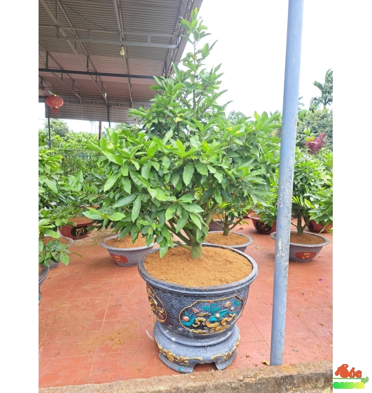 Mai Tết Đẹp Giá Sỉ Tại Vườn Dĩ An- Mai Giảo Thủ Đức Cây Cao 1,8m