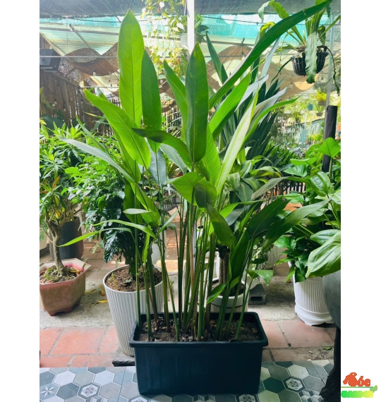 Chậu nhựa chữ nhật 64x26x30 cm 