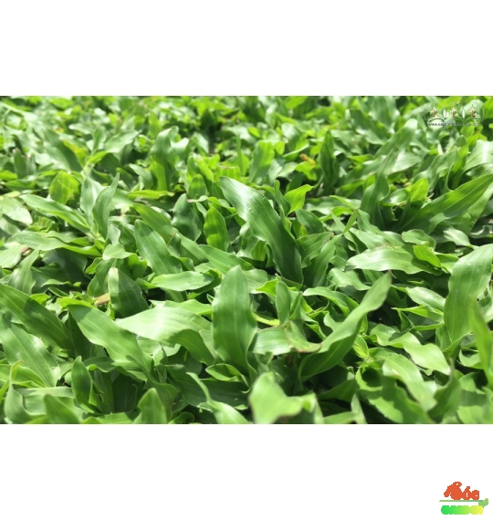  Cỏ Lá Gừng Thái với sức sống mạnh mẽ