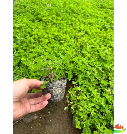 Cỏ Đậu Phộng Phủ Nền Sân Vườn Đẹp