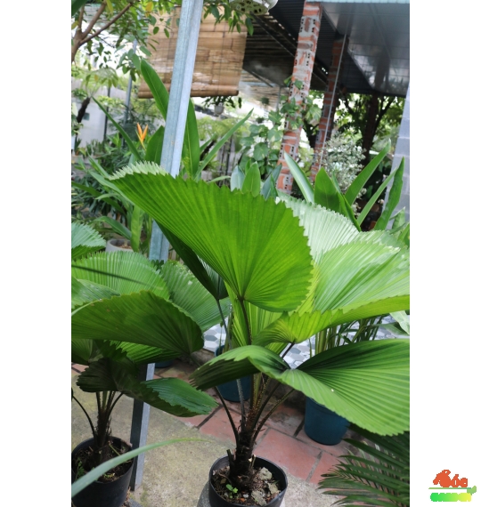 Cây Cọ Nhật - Kè Nhật: Biểu Tượng Của Sự Sang Trọng và Phú Quý