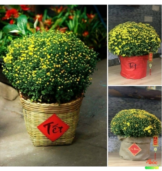 Cúc Mâm Xôi Vàng Truyền Thống - Decor Nhà Hàng Quán Cafe