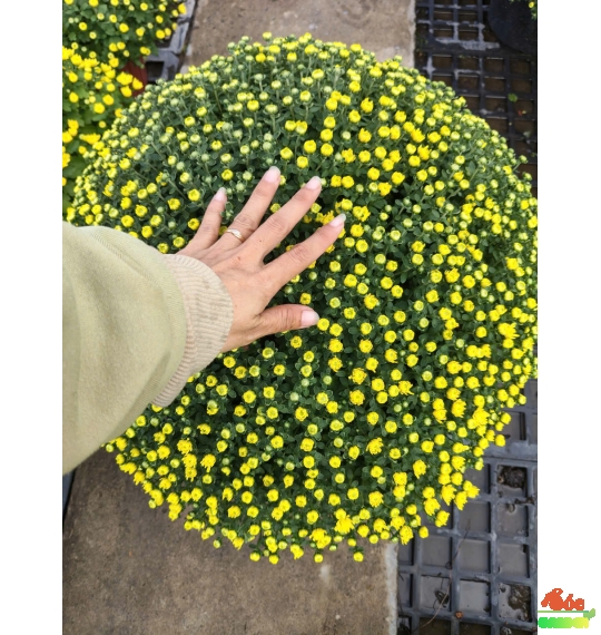Cúc Mâm Xôi Vàng Truyền Thống size đại