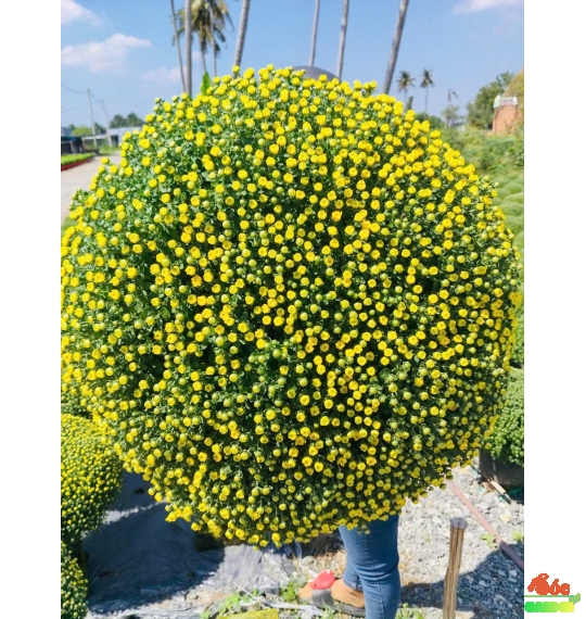 Cúc Mâm Xôi Vàng Truyền Thống size đại