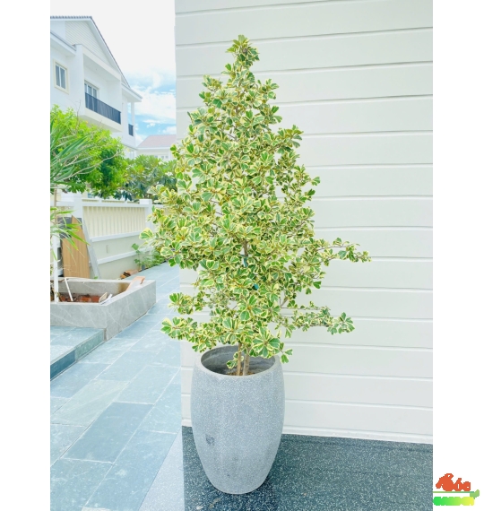 Cây Bàng Cẩm Thạch - Đa Tam Phúc: Biểu Tượng Của Tài Lộc Và May Mắn