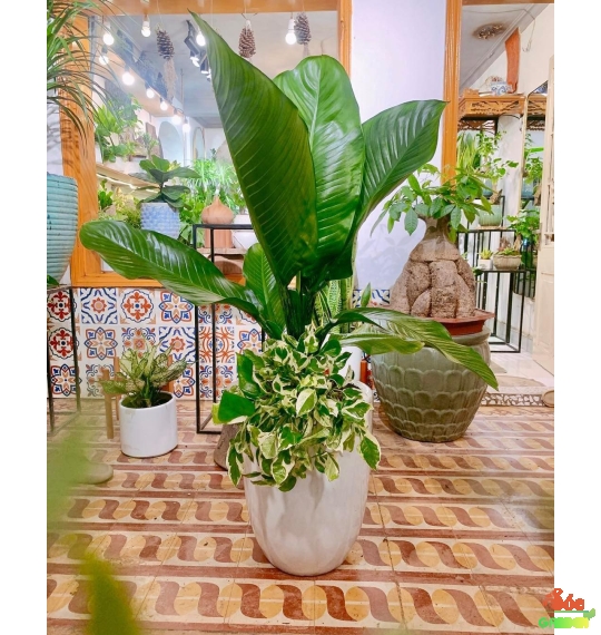 Cây Đại Phú Gia Mix Phối – Món Quà Phong Cách Mới, Sang Trọng & May Mắn