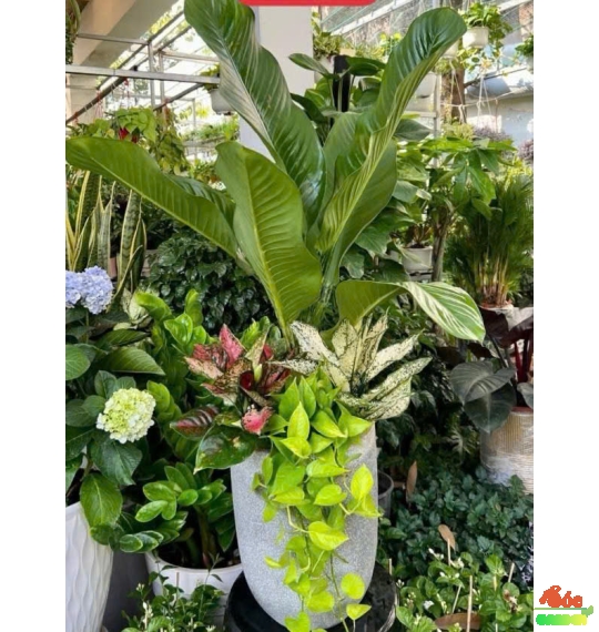 Cây Đại Phú Gia Mix Phối – Món Quà Phong Cách Mới, Sang Trọng & May Mắn