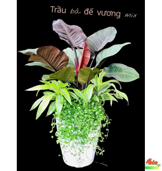 CÂY TRẦU BÀ ĐẾ VƯƠNG PHỐI KẾT – BIỂU TƯỢNG CỦA QUYỀN LỰC BỀN VỮNG