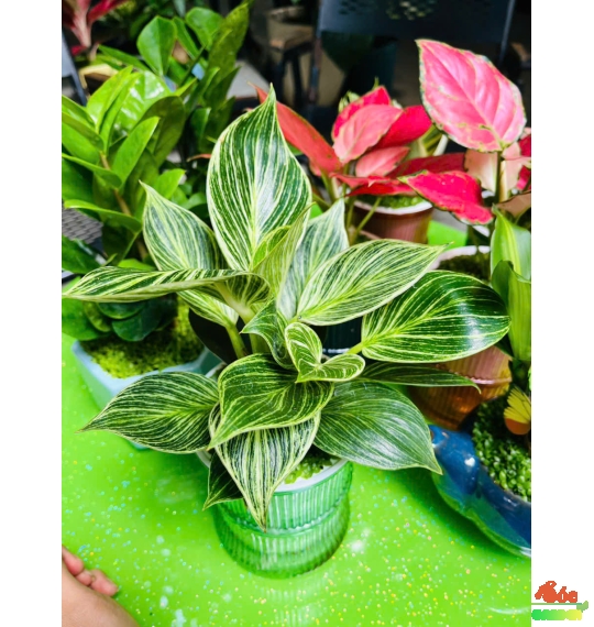 Cây Đế Vương Kim Cương Mini Để Bàn – Cây Cảnh Hợp Phong Thủy Cho Người Mệnh Mộc & Mệnh Hỏa