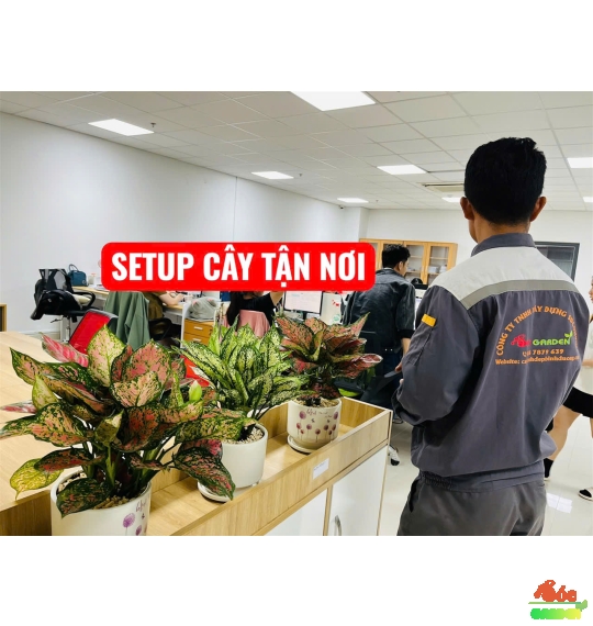 Cây Vạn Lộc Để Bàn: Cây Cảnh Phong Thủy Thu Hút Tài Lộc và May Mắn