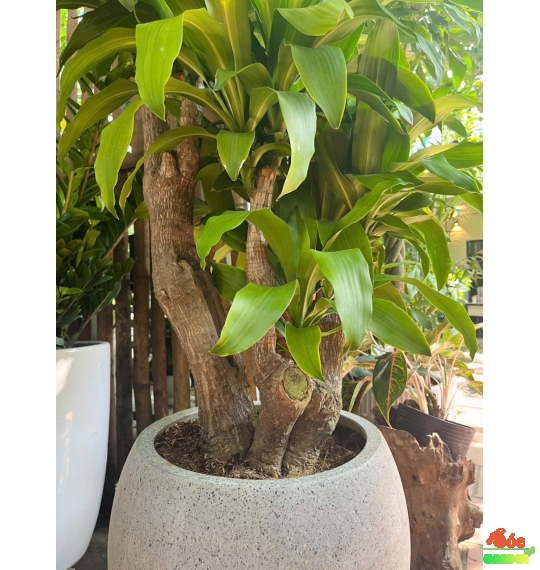 Cây Phát Tài Gốc Trang Trí Nội Thất Sang Trọng