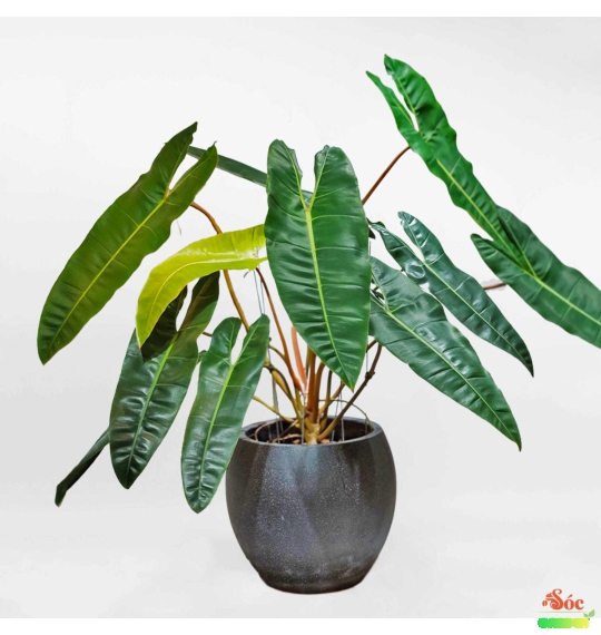 Cây Hạc Chân Cam – Lựa chọn phong thủy, làm đẹp không gian sống
