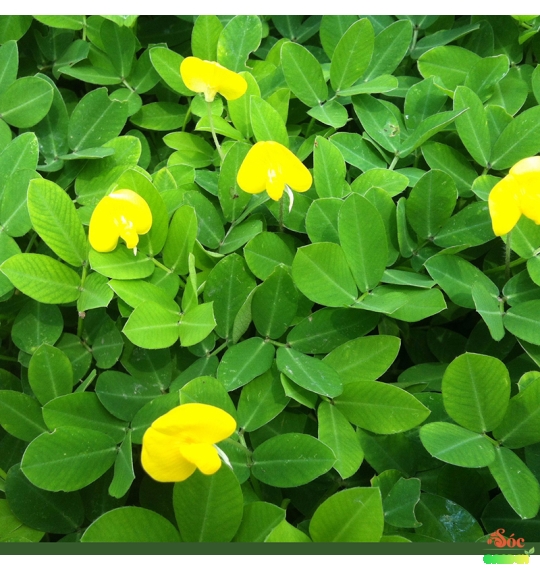 Cỏ Đậu Phộng Phủ Nền Sân Vườn Đẹp