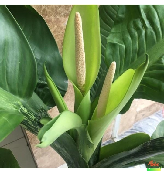CÂY ĐẠI PHÚ GIA – CÂY PHONG THỦY LÁ LỚN MANG VƯỢNG KHÍ MẠNH MẼ