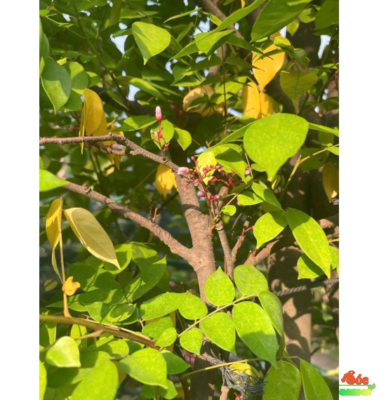 Cây Khế Chua xanh mát - trồng là có trái