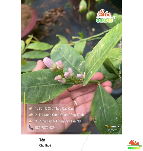 Cây Chanh Vàng Mỹ Trồng Ban Công Hay Sân Vườn Nắng