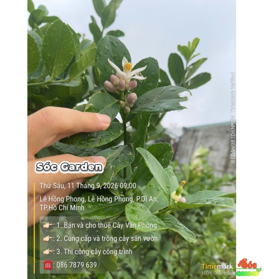 Cây Chanh Vàng Mỹ cao 1,8m