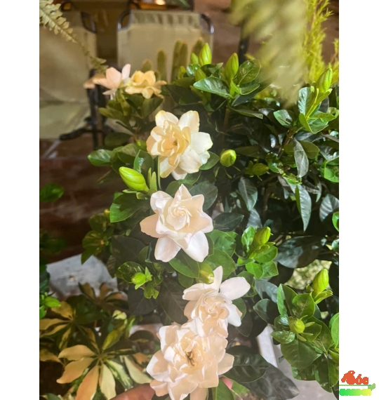 Hoa Dành Dành - Biểu tượng tình yêu thuần khiết trong sáng 