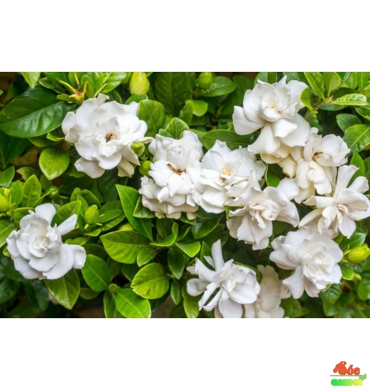 Hoa Dành Dành - Biểu tượng tình yêu thuần khiết trong sáng 