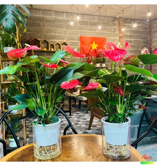 Hoa Hồng Môn Thủy Sinh Để Bàn Sang Trọng