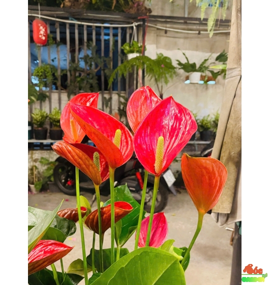 CÂY HOA HỒNG MÔN THIÊN NGA TINH TẾ - THANH LỊCH 