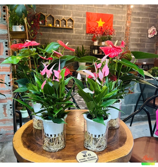Hoa Hồng Môn Thủy Sinh Để Bàn Sang Trọng