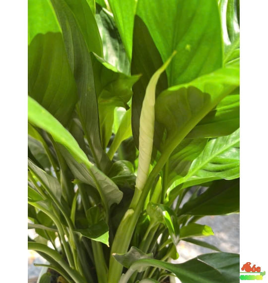 Cây Lan Ý - Biểu Tượng Thanh Khiết, Bình An Và Tài Lộc