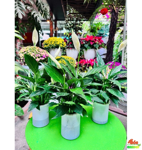 Cây Lan Ý Thuỷ Sinh cây trong nhà có hoa không tốn công chăm sóc