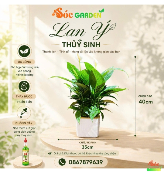Cây Lan Ý Thuỷ Sinh cây trong nhà có hoa không tốn công chăm sóc