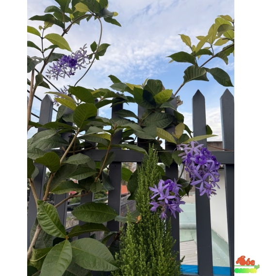 Cây Mai Thái Xanh gốc già 