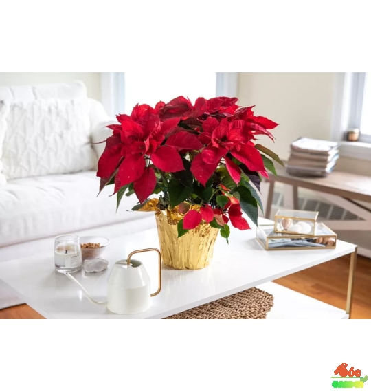 Hoa Trạng Nguyên Đỏ Trưng Tết