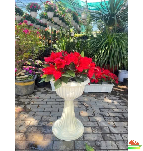 Hoa Trạng Nguyên Đỏ Trưng Tết