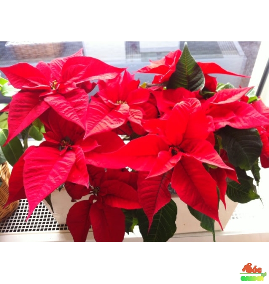 Hoa Trạng Nguyên Đỏ Trưng Tết