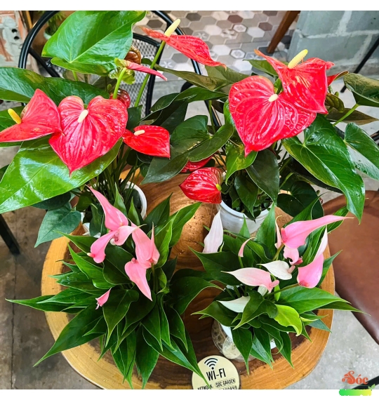 Hoa Hồng Môn Thủy Sinh Để Bàn Sang Trọng