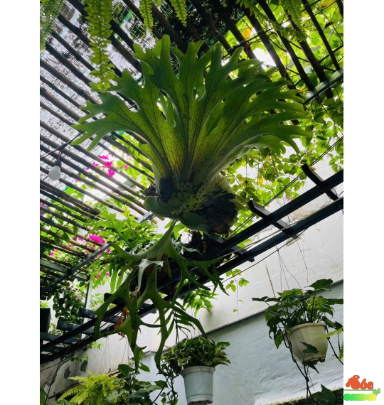 Cây Ổ Rồng Hotumin – Lá Xòe Độc Đáo, Decor Đẹp Chuẩn Gu Quán Cafe & Kiểng Lá