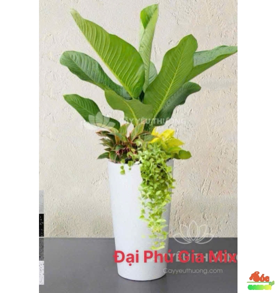 Cây Đại Phú Gia Mix Phối – Món Quà Phong Cách Mới, Sang Trọng & May Mắn