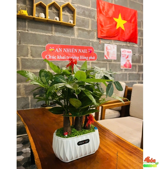 CÂY KIM NGÂN THỦY SINH 5 THÂN – BIỂU TƯỢNG CỦA TÀI LỘC & TƯ DUY LÃNH ĐẠO