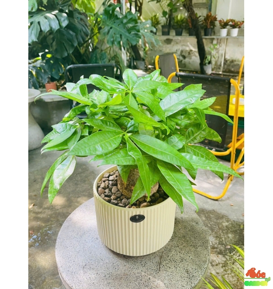 Chậu Kim Ngân củ đại để bàn - Đơn giản và Tinh tế 