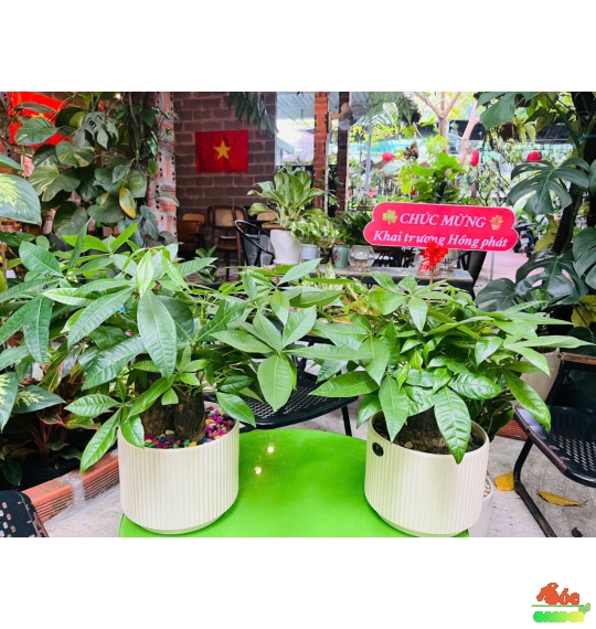 Chậu Kim Ngân củ đại để bàn - Đơn giản và Tinh tế 