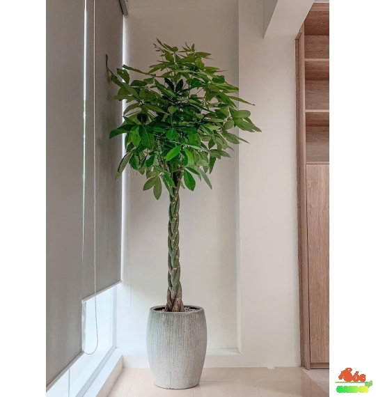 CÂY KIM NGÂN THẮT BÍM – VẺ ĐẸP SANG TRỌNG & MAY MẮN