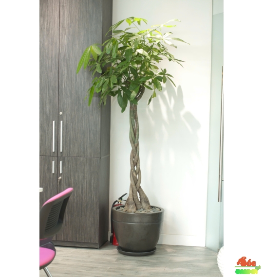 CÂY KIM NGÂN THẮT BÍM – VẺ ĐẸP SANG TRỌNG & MAY MẮN