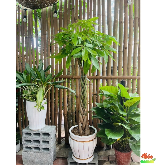 CÂY KIM NGÂN THẮT BÍM – VẺ ĐẸP SANG TRỌNG & MAY MẮN