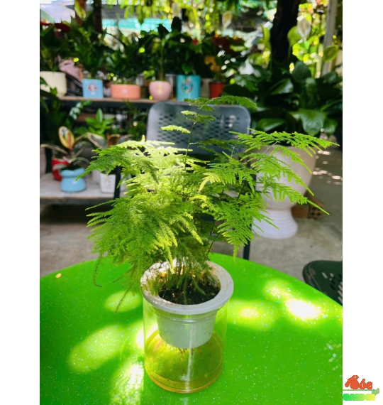 Cây Kim Thuỷ Tùng Thủy Sinh và Trồng Đất