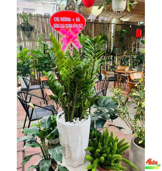 Cây Kim Tiền: Lựa chọn phong thủy hoàn hảo cho văn phòng và không gian sống