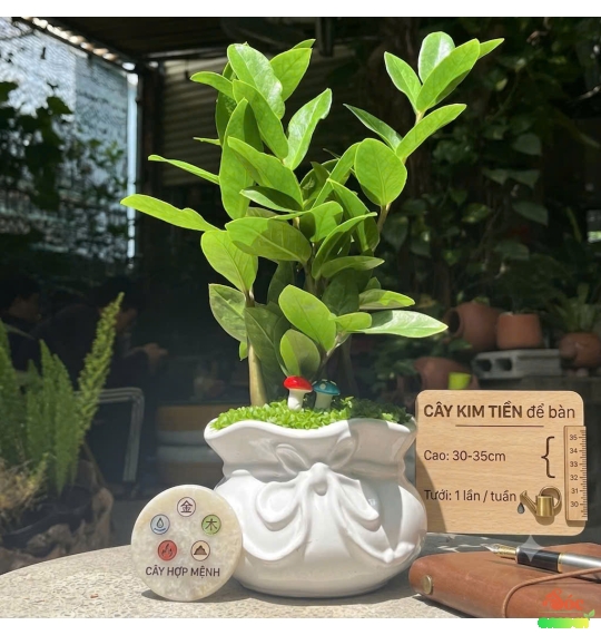 CÂY KIM TIỀN MINI ĐỂ BÀN PHỦ CỎ MAY MẮN 