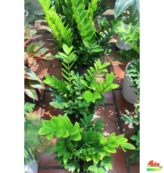 Cây Kim Tiền lựa chọn phong thủy hoàn hảo cho văn phòng