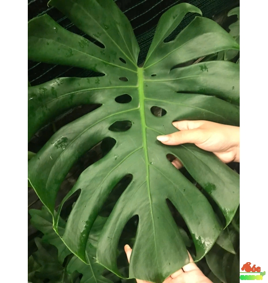 Cây Monteria - Trầu Bà Nam Mỹ: Loài cây mang ý nghĩa phong thủy và làm đẹp không gian